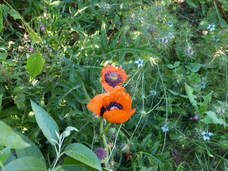Papaver orientale  2.JPG