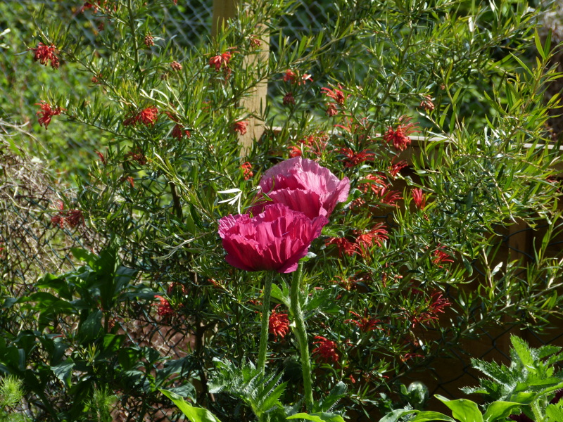 Papaver orientale 2017.JPG