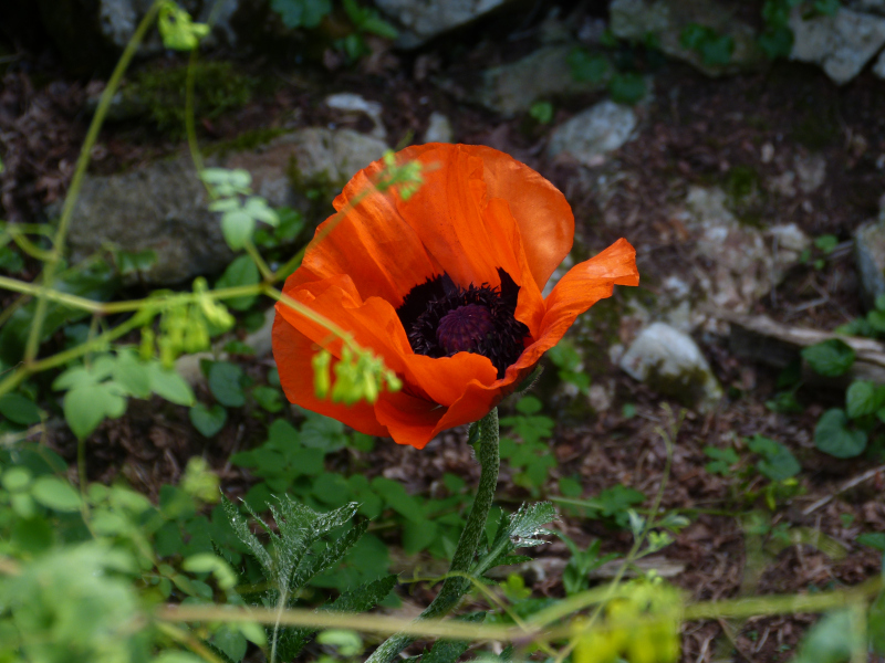 Papaver orientale 3.JPG