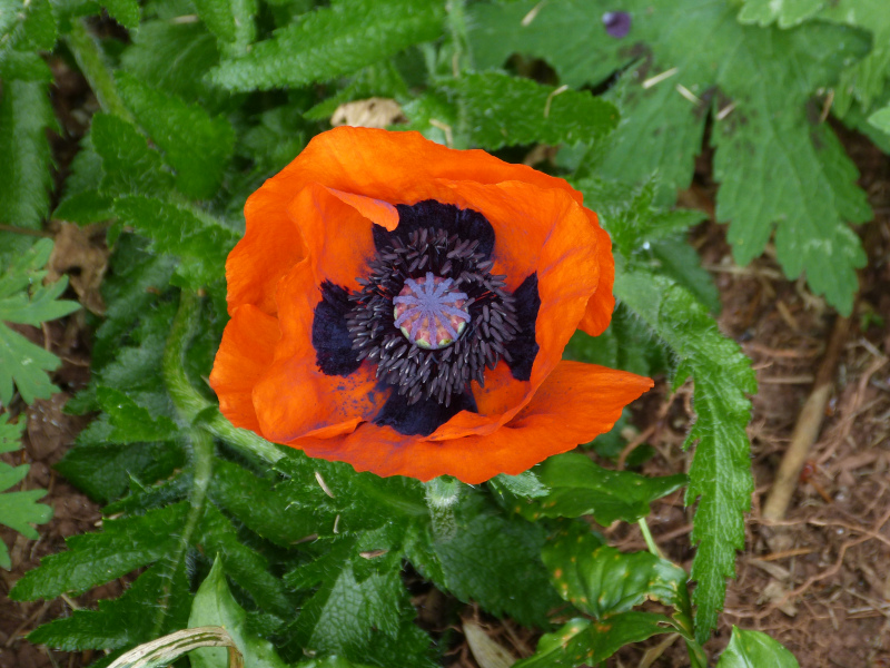 Papaver orientale Bonfire.JPG