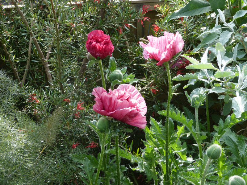 Papaver orientale.JPG