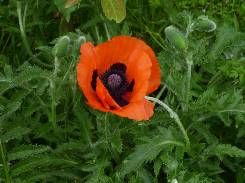 Papaver orientale.JPG
