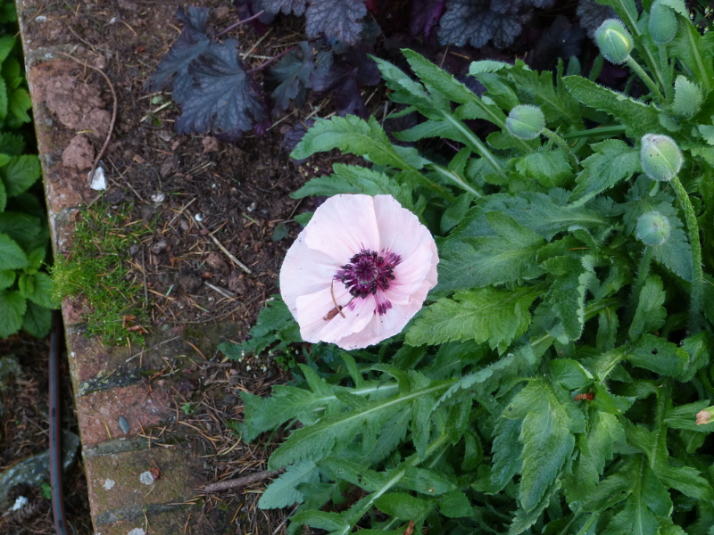 Papaver orientale Kleine Tanzerin 2017.JPG