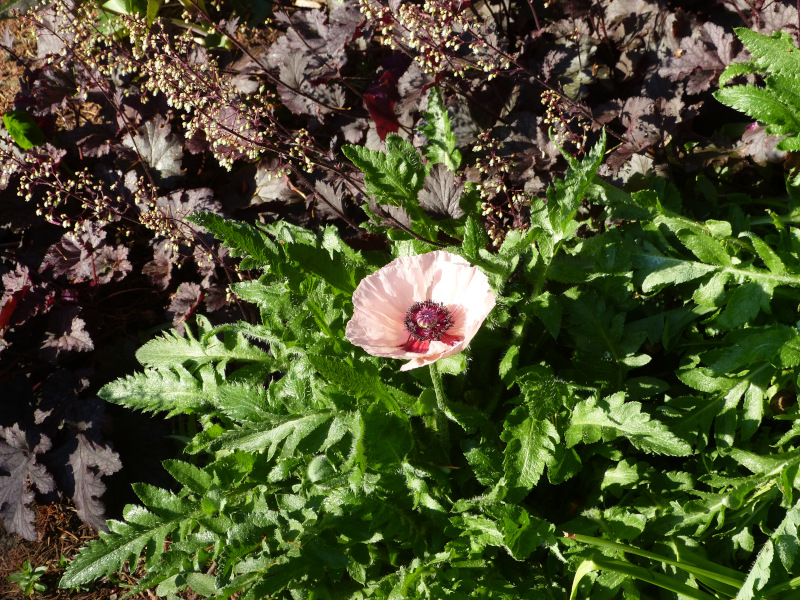 Papaver orientale Kleine Tanzerin.JPG