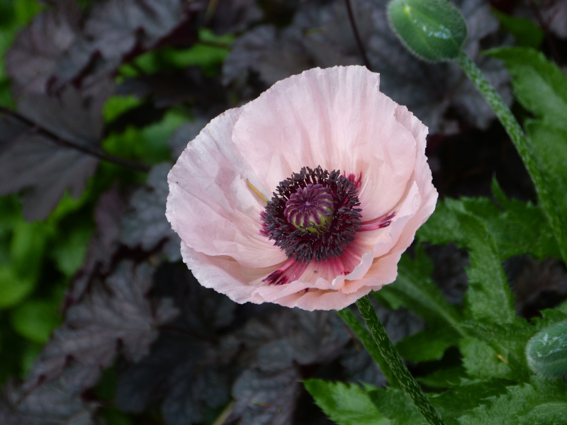 Papaver orientale Kleine Tanzerin.JPG