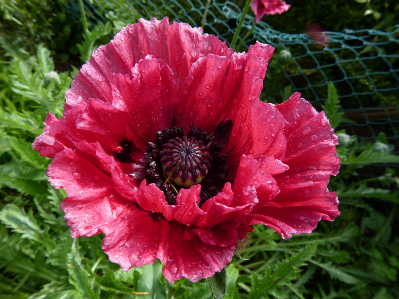 Papaver orientale Medallion  macro 1.JPG