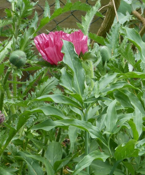 Papaver orientale Pattys Plum seedling.JPG