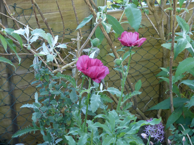 Papaver orientale Pattys Plum type.JPG