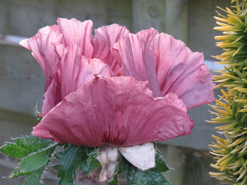 Papaver \'Patty\'s Plum\' (3).JPG