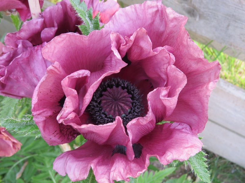 Papaver 'Patty's Plum' (1).JPG