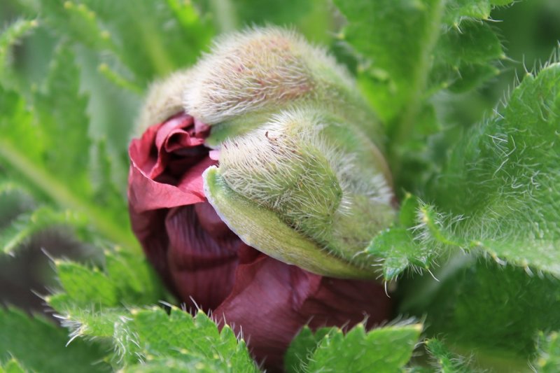 Papaver 'Patty's Plum' (2).JPG