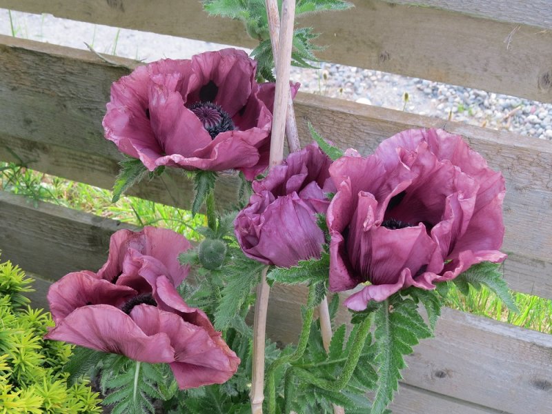 Papaver 'Patty's Plum' (4).JPG