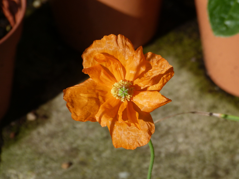Papaver ruprifagum.JPG