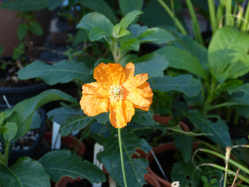 Papaver ruprifragum.JPG