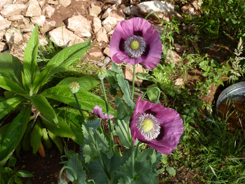 Papaver somniferum 1.JPG