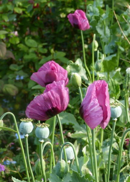 Papaver somniferum.JPG
