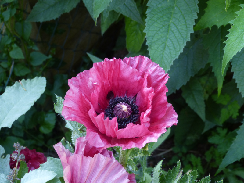 Papver orientale from Pattys Plum.JPG