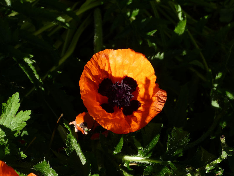 Papvver orientale 1.JPG