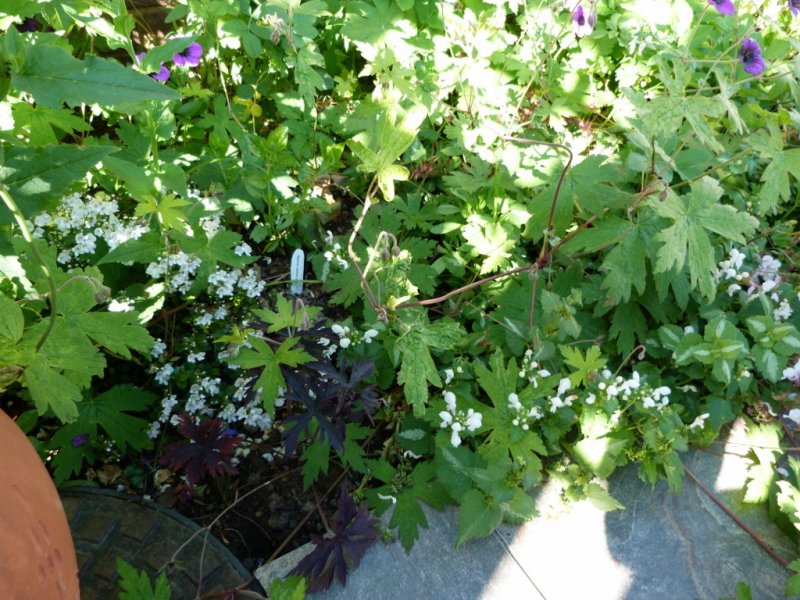 Parahebe lamium and Geranium Anne Folkard for Dim 002 (1024x768).jpg