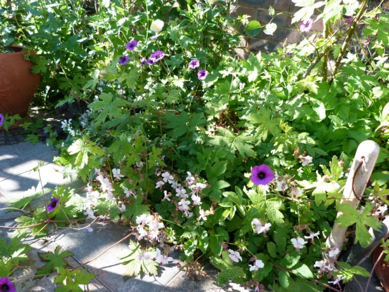 Parahebe lamium and Geranium Anne Folkard for Dim 003 (1024x768).jpg