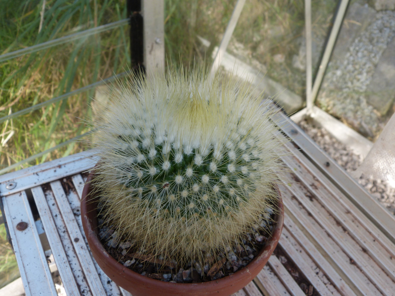 Parodia chrysacanthion.JPG
