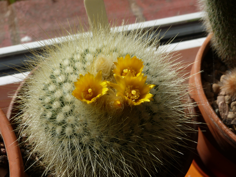 Parodia chrysacanthion.JPG