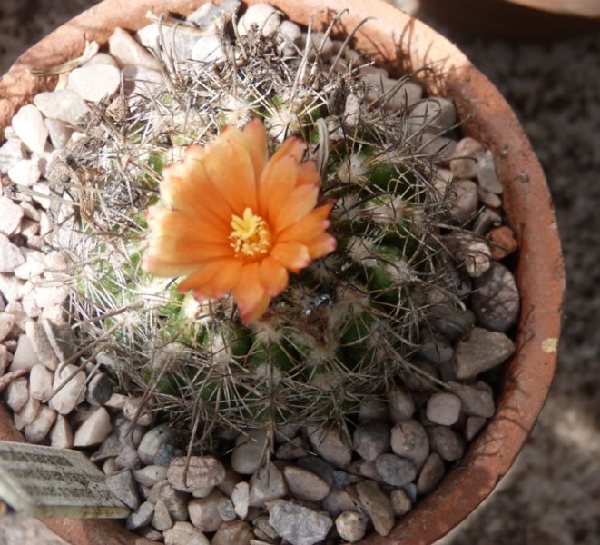 Parodia mairanana 2017.JPG