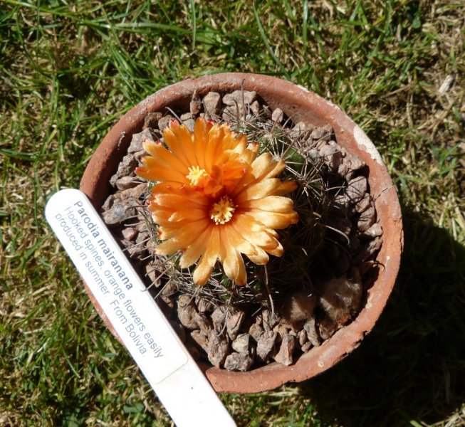 Parodia mairanana.JPG