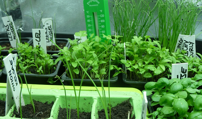 parsley jan 2013.jpg