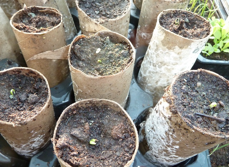 parsnip bog rolls.jpg