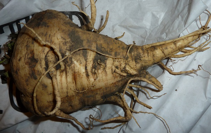 parsnip last 2013.jpg