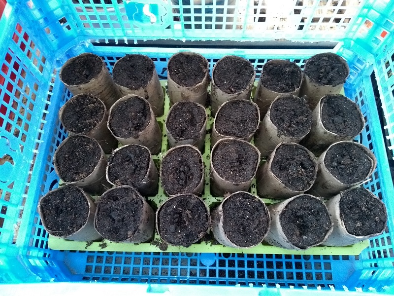 parsnip transport.jpg