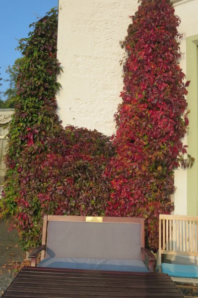 PARTHENOCISSUS  QUINQUEFOLIA 21-09-2014 17-19-19.JPG