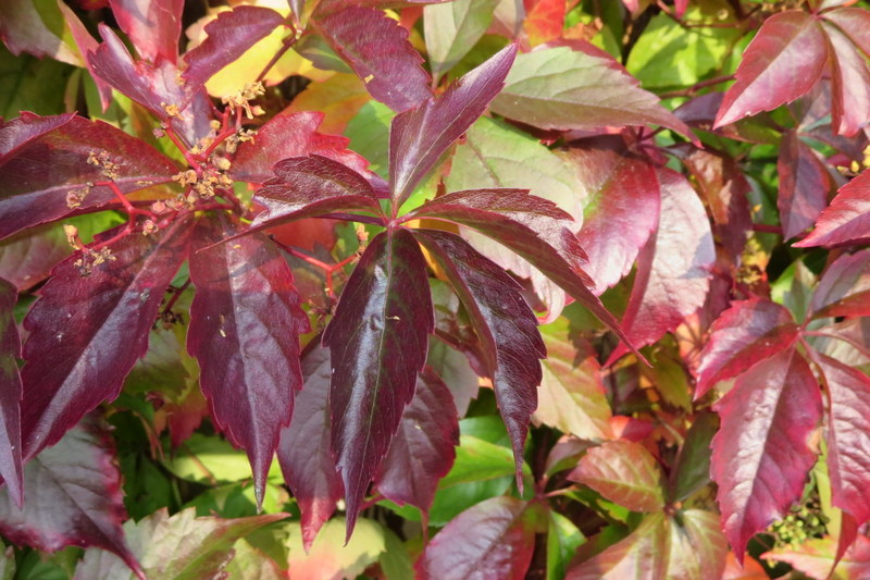 PARTHENOCISSUS  QUINQUEFOLIA 21-09-2014 17-19-41.JPG