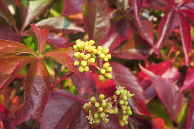 PARTHENOCISSUS  QUINQUEFOLIA 21-09-2014 17-19-54.JPG
