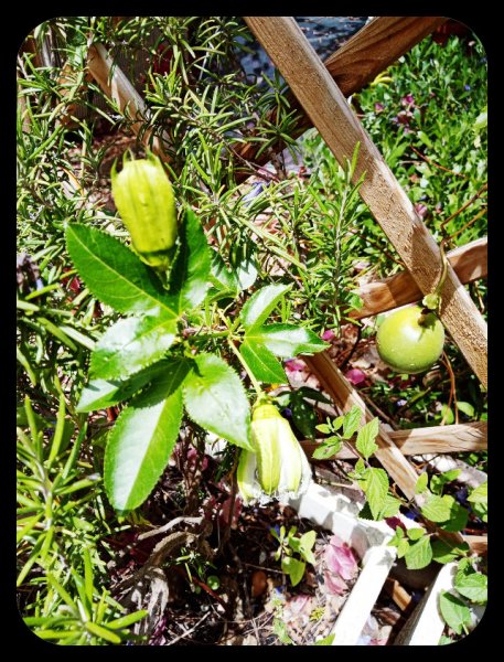 Passiflora edulis 13 Jun 22.jpg
