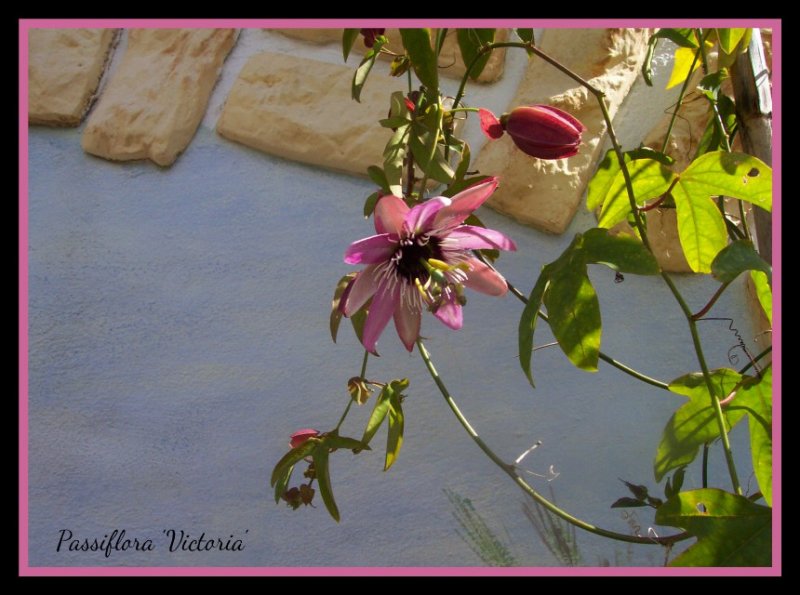 Passiflora Vic.jpg