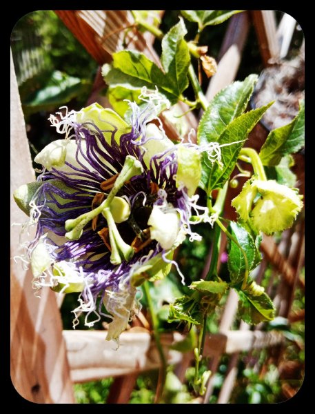 Passiflora1 15 May 22.jpg
