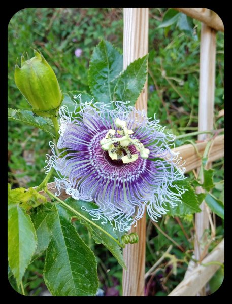 Passiflora1 25 May 22.jpg