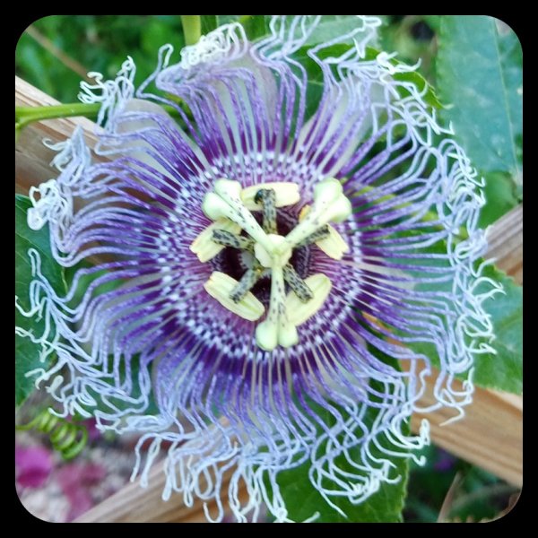 Passiflora2 25 May 22.jpg