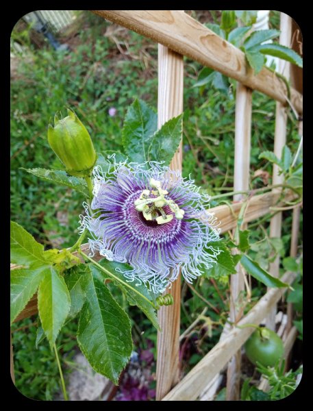 Passiflora3 25 May 22.jpg