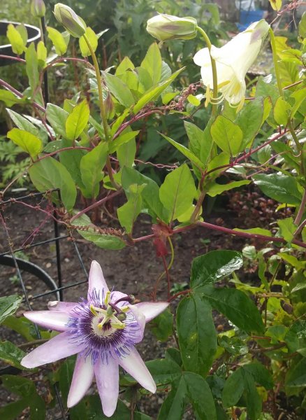 PassifloraCobaeaSm.jpg