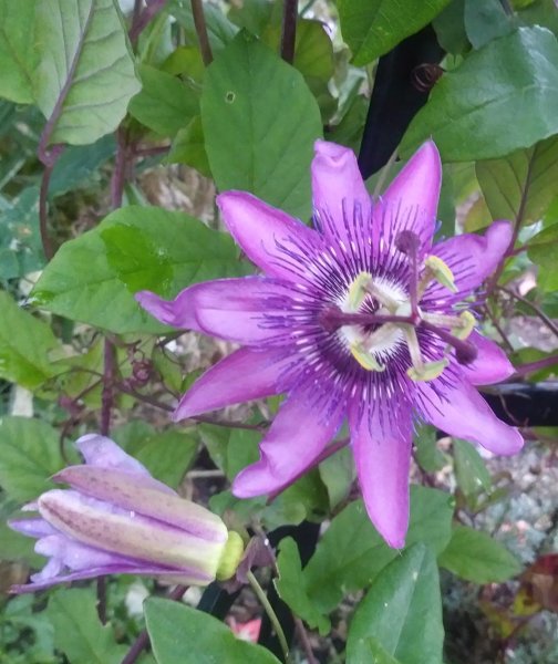 PassifloraPurple.jpg