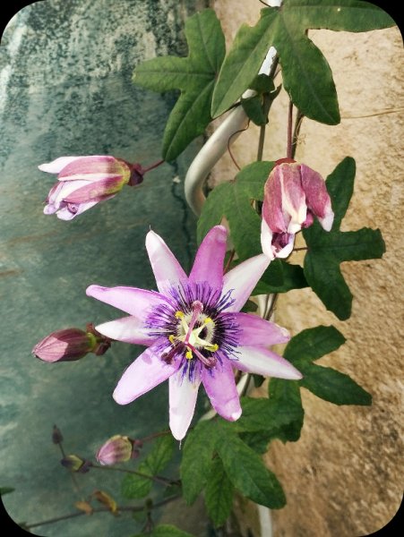 Passion Flower 1 Apr.jpg