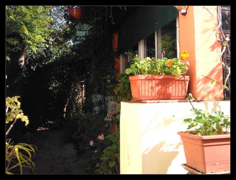 Path down the Garden Nov 20.jpg