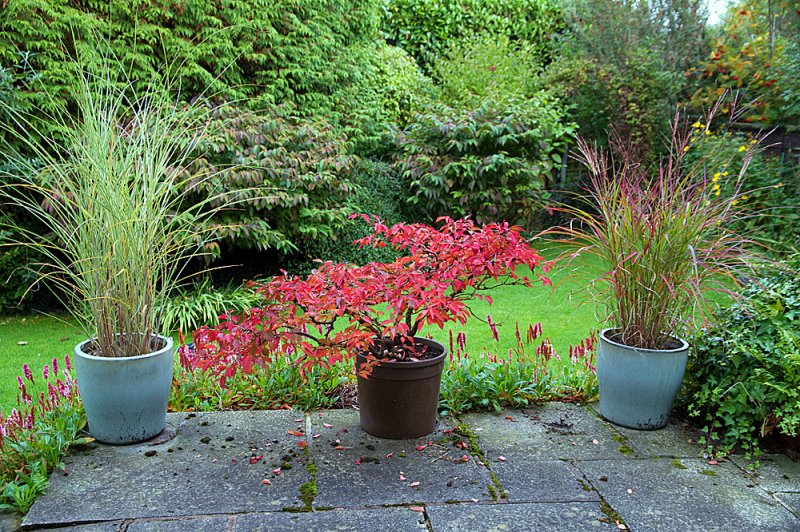Patio-Cherry-&-Grasses.jpg