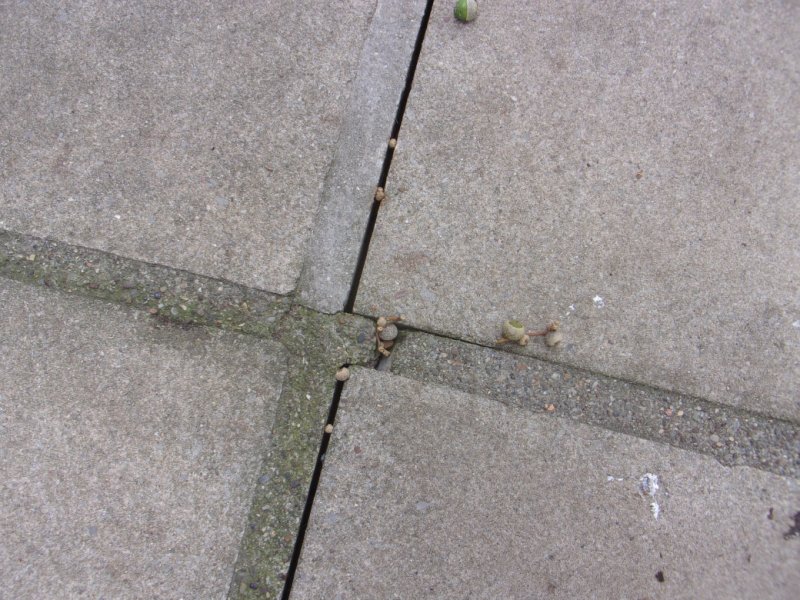 Patio repointing_0001.JPG