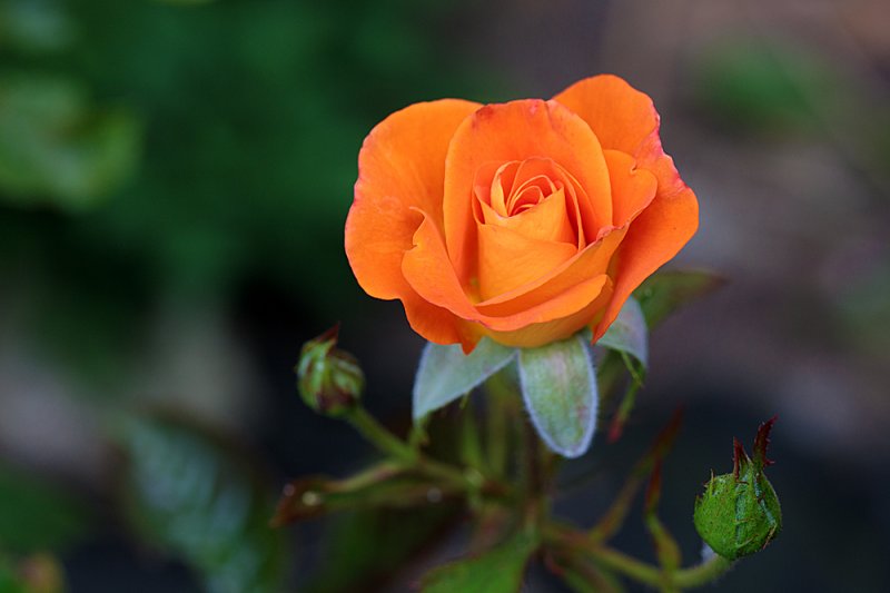 Patio-Rose-Peach-2.jpg