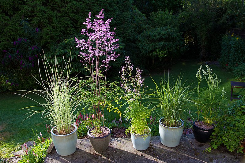 Patio-Thalictrum-&-Grasses.jpg