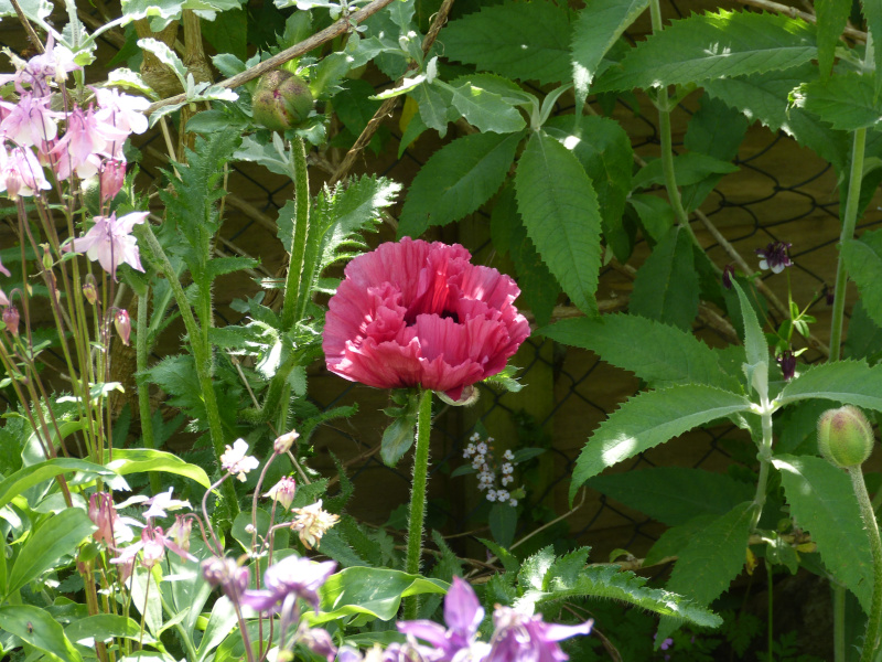 Pattys Plu,m seedling 1.JPG